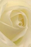 This inviting image draws you straight into the heart of a cream-white rose, as if you are nestled within its petals amidst Bromley's peaceful avenues. Every spiral unfolds with delicate precision, each petal featherlight and softly luminous, as if touched by morning dew beside the High Street. Shadows curl gently between the ivory folds, imparting quiet drama and echoing the gentle rhythm of life in Bromley. There is an unmistakable serenity here, ideal for conveying sympathy, gratitude, or new beginnings to someone in Bromley-from family homes near Sundridge Park to cherished friends nearby. One can imagine the faint, sweet fragrance drifting from the centre, subtle yet comforting, embodying the artful touch of Bromley's local florists. The perspective is so intimate that you sense not only the beauty of the flower itself, but the thoughtfulness behind choosing such a timeless bloom for a cherished moment. This rose stands as a tender symbol of renewal, peace, and the enduring warmth found in every Bromley floral arrangement.